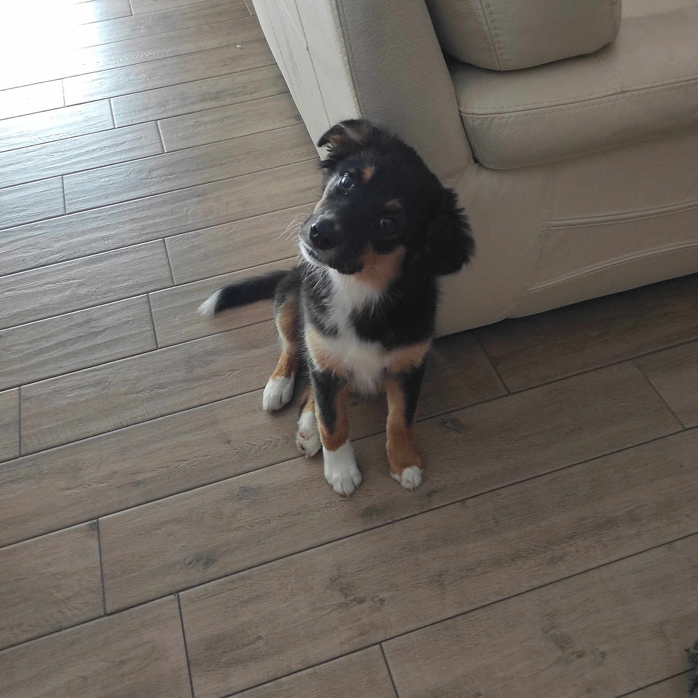 Any a rejoint le concours — aidez-le/la à gagner de superbes lots ! animal, black_fur, brown_fur, companion, couch, cute, dog, domestic, ears, flooring, fur, indoor, pet, puppy, sitting, tail, white_couch, white_fur, wooden_floor, young_dog