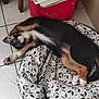animal, bed, black_fur, brown_fur, canine, cozy, cute, dog, floor, indoor, lying_down, patterned_bed, paw, pet, puppy, relaxed, resting, sleeping, tile_floor, white_fur