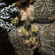 Gizmo joined the competition — help win amazing prizes! animal, belly_up, blanket, camouflage_pattern, couch, cozy, cute, dog, domestic_animal, fur, fur_texture, giraffe_toy, indoor, lying_down, pet, puppy, relaxed, resting, small_dog, toy