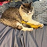 animal, banana, bed, blanket, cat, clothing, cozy, cute, domestic, fur, furry, home, indoor, pet, pillow, plush_toy, relaxing, resting, sleeping, soft