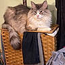 blanket, cat, clothing, cozy, domestic, fabric, feline, fluffy_cat, fur, grey_clothing, household, indoor, laundry_basket, pet, pile_of_clothes, pink_blanket, relaxed, resting, tail, woven_basket