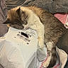 bed, blanket, cat, cozy, cute, domestic_animal, feline, fur, indoor, package, paw, pet, plastic_bag, relaxed, resting, shipping_envelope, sleeping, soft, tail, whiskers