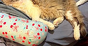 Simba is registered to the contest to win money with this photo: animal, bed, blanket, casual, cat, colorful, comfort, cozy, fabric, fluffy, furry, home, indoor, pet, pillow, relaxing, resting, sleeping, soft, wood_floor