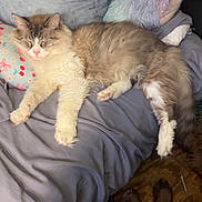 Simba is registered to the contest to win money with this photo: animal, bed, blanket, cat, comfort, cozy, cute, dog_paws, domestic, feline, fluffy, fur, indoor, living_room, pet, pillow, relaxing, resting, sleeping, soft