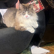 Simba is registered to the contest to win money with this photo: animal, carpet, cat, chair, clothing, cozy, domestic, fabric, feline, floor, fluffy, furniture, household, indoor, paper, pet, pink, relaxing, resting, toy