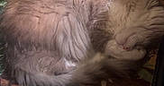 Simba joined the competition — help win amazing prizes! cat, sleeping, fluffy, curled_up, mat, floral_pattern, indoor, cozy, pet, animal, fur, resting, floor, green_floor, quiet, peaceful, relaxed, cute, domestic_cat, soft_lighting