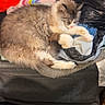 black_plastic_bag, blanket, casual, cat, clothing, couch, cozy, floor, fluffy, furniture, home, indoor, multicolor, person_leg, pillow, relaxing, resting, shoe, sleeping, textile