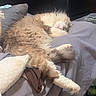 Simba joined the competition — help win amazing prizes! cat, sleeping, fluffy, bed, pillow, blanket, indoor, furniture, cozy, relaxed, animal, pet, resting, cute, fur, domestic, mammal, home, comfort, nap