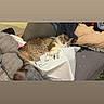 Simba is registered to the contest to win money with this photo: blanket, brown, casual, cat, couch, cozy, domestic_animal, fur, furniture, gray, home, indoor, pet, plastic_package, relaxed, resting, sleeping, soft, tail, white