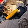 animal_toy, banana_toy, bed, cat, clothes, colorful_pillow, cozy, curious, cute, denim, domestic_animal, feline, fluffy_cat, indoor, pet, pillow, plush_toy, relaxed, resting, soft_fabric