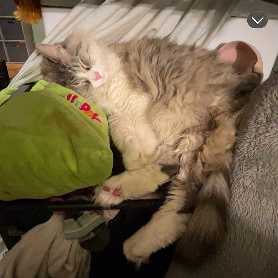 Simba joined the competition — help win amazing prizes! animal, cat, clothes, cozy, cute, domestic, fabric, feline, fluffy, fur, hammock, household, indoor, paw, pet, pink_nose, relaxed, resting, sleeping, whiskers