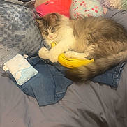 Simba joined the competition — help win amazing prizes! cat, bed, pillow, blanket, clothing, stuffed_toy, banana_toy, sleeping, indoor, furry, cozy, domestic_animal, resting, fabric, soft, casual, home, relaxed, pet, animal