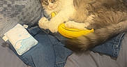 Simba joined the competition — help win amazing prizes! animal, banana_toy, bed, blanket, casual, cat, clothing, cozy, domestic_animal, fabric, furry, home, indoor, pet, pillow, relaxed, resting, sleeping, soft, stuffed_toy