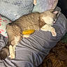 Simba joined the competition — help win amazing prizes! animal, banana, bed, blanket, cat, comfort, cozy, dog, domestic, fur, furry, household, indoor, napping, pet, pillow, relaxing, resting, sleeping, toy