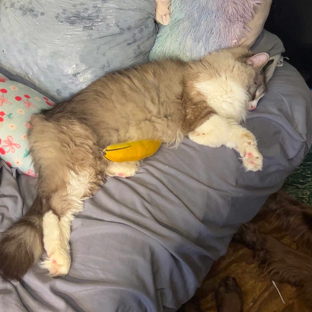 Simba
