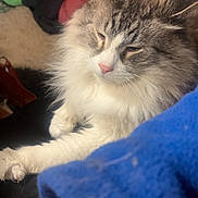 Simba is registered to the contest to win money with this photo: cat, fluffy, pet, indoor, feline, sleepy, mammal, fur, animal, paw, toy, carpet, household, relaxed, closeup, whiskers, pink_nose, background, domestic, comfort