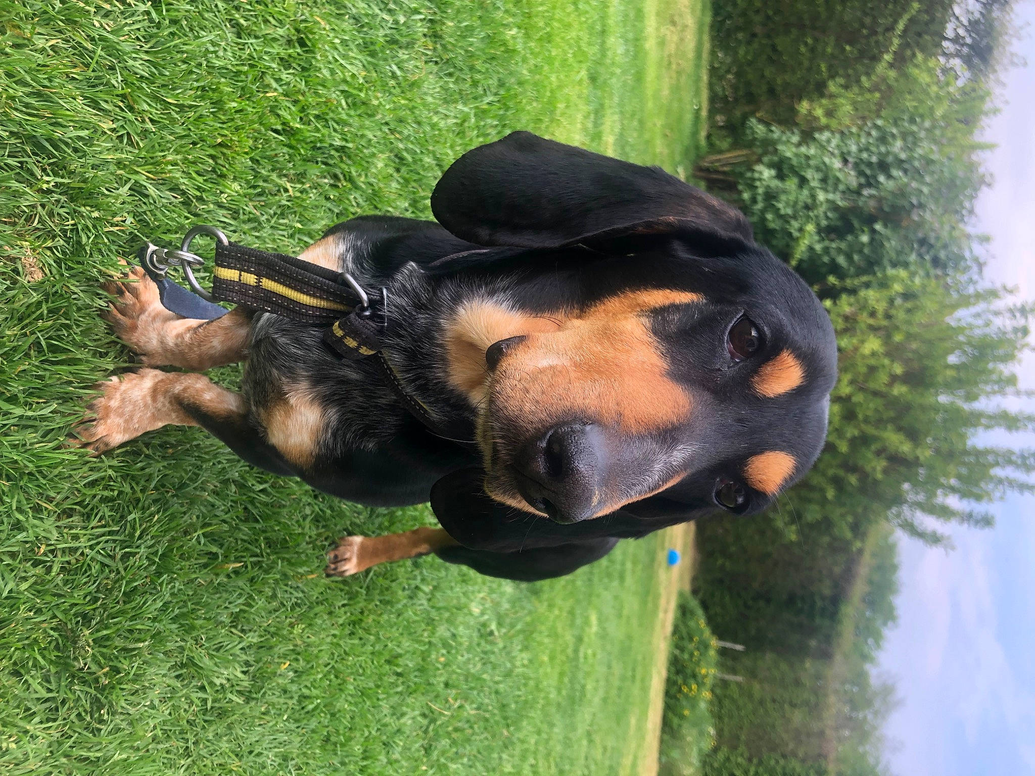 Basile a rejoint le concours — aidez-le/la à gagner de superbes lots ! canidae, carnivore, companion_dog, dog, dog_breed, grass, guard_dog, hound, hunting_dog, plant, rottweiler, sky, sporting_group, terrestrial_animal, tree, water, working_animal, working_dog