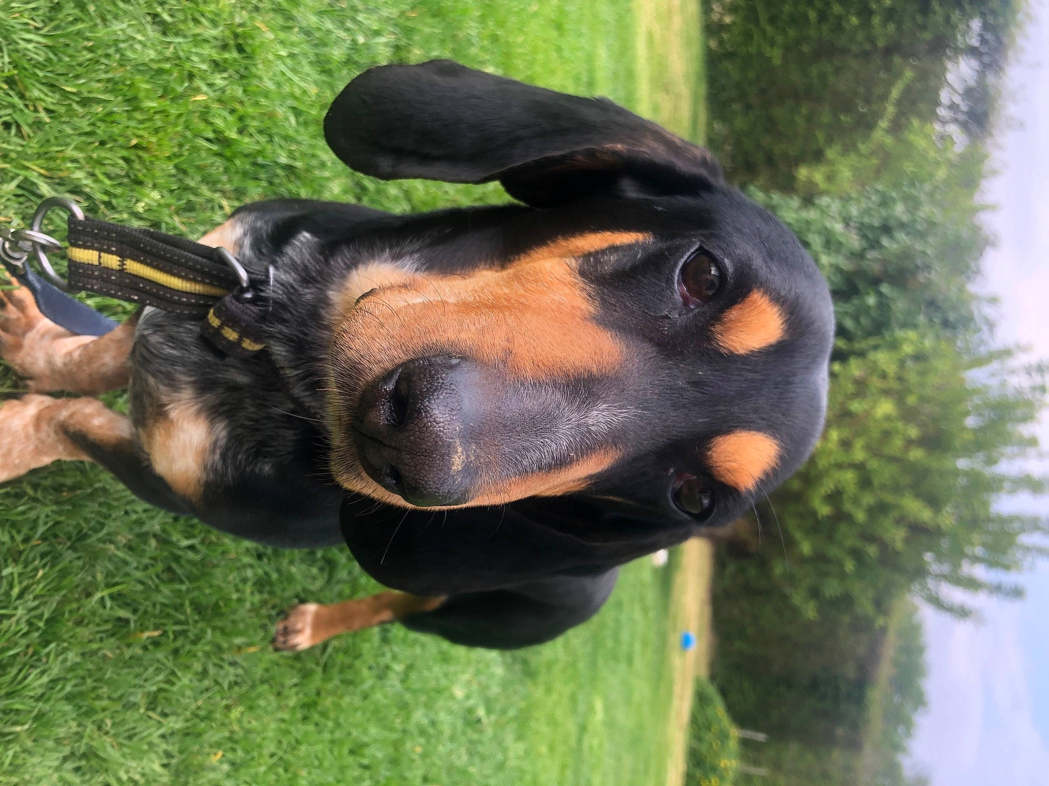Basile a rejoint le concours — aidez-le/la à gagner de superbes lots ! austrian_black_and_tan_hound, canidae, carnivore, companion_dog, dobermann, dog, dog_breed, grass, guard_dog, hound, hunting_dog, montenegrin_mountain_hound, pinscher, plant, sky, snout, sporting_group, tree, working_animal, working_dog