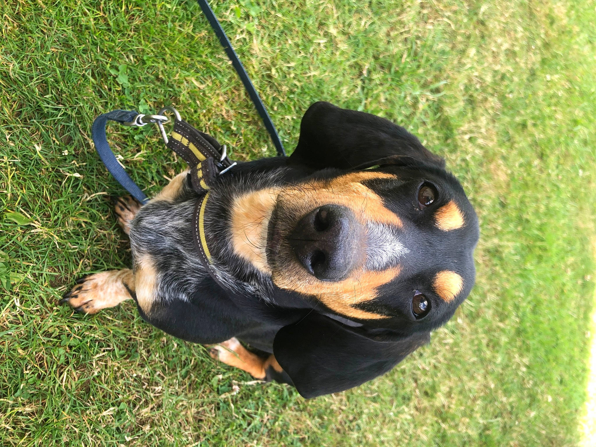 Basile participe au concours pour gagner de l'argent avec cette photo : austrian_black_and_tan_hound, canidae, carnivore, companion_dog, dog, dog_breed, fawn, grass, grass_family, guard_dog, hound, lawn, personal_protective_equipment, pinscher, plant, snout, sporting_group, toy_dog, working_animal, working_dog