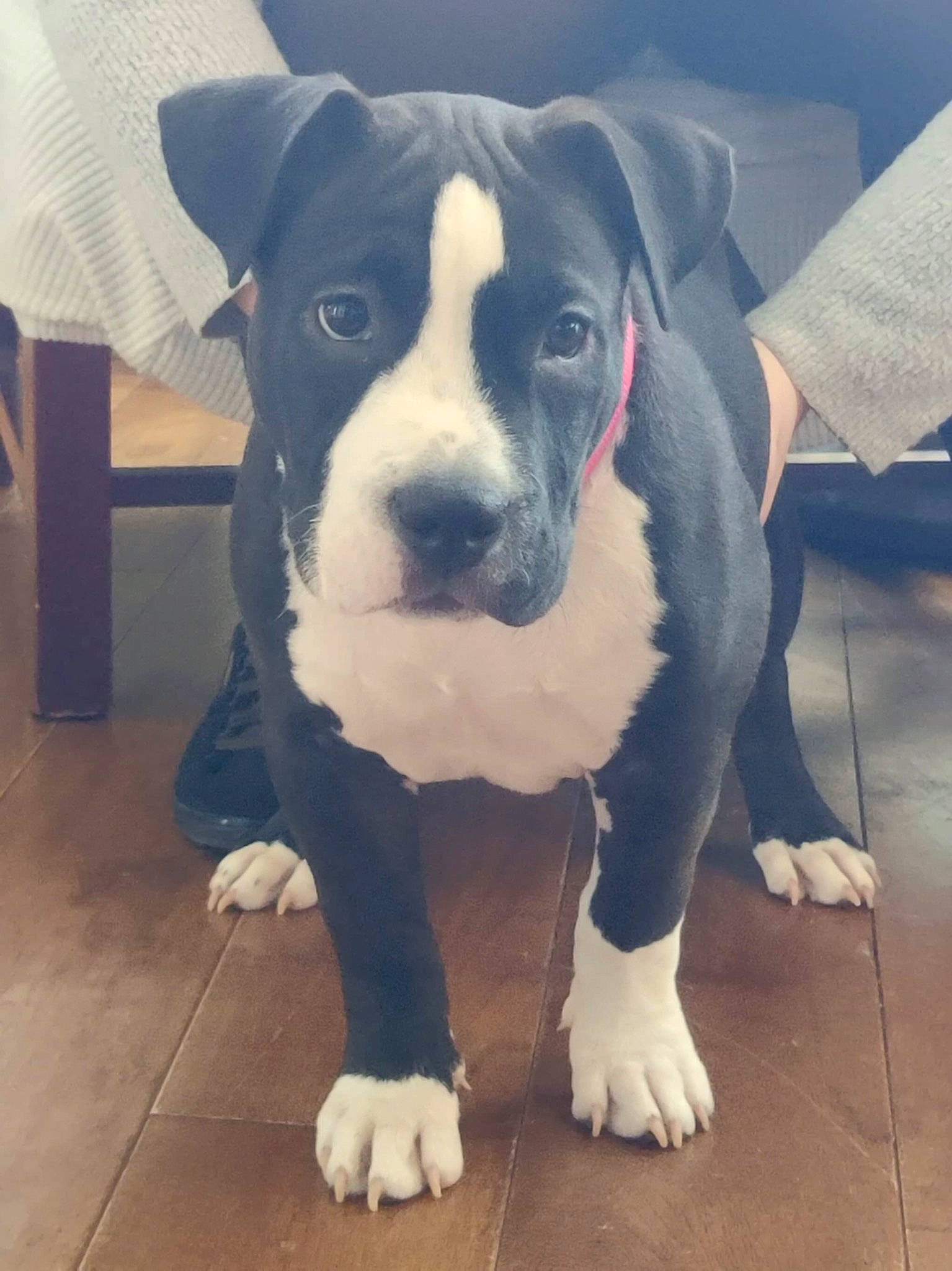 Kala participe au concours pour gagner de l'argent avec cette photo : boston_terrier, canidae, carnivore, comfort, companion_dog, dog, dog_breed, eye, fawn, flooring, fur, head, metal, non_sporting_group, puppy_love, snout, sporting_group, square, whiskers, working_animal