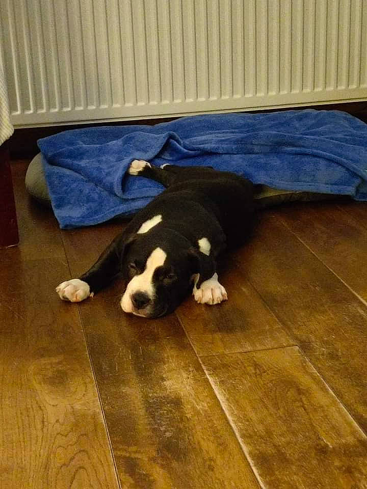 Kala participe au concours pour gagner de l'argent avec cette photo : canidae, carnivore, comfort, companion_dog, dog, dog_breed, fawn, floor, flooring, fur, hardwood, human_leg, laminate_flooring, snout, tail, tints_and_shades, varnish, wood, wood_flooring, working_animal