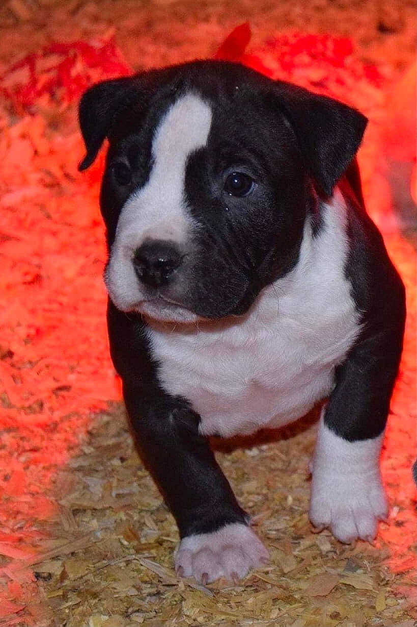 Kala participe au concours pour gagner de l'argent avec cette photo : art, boston_terrier, canidae, carmine, carnivore, collar, companion_dog, dog, dog_breed, dog_collar, fawn, fur, molosser, non_sporting_group, snout, sporting_group, tail, whiskers, working_animal