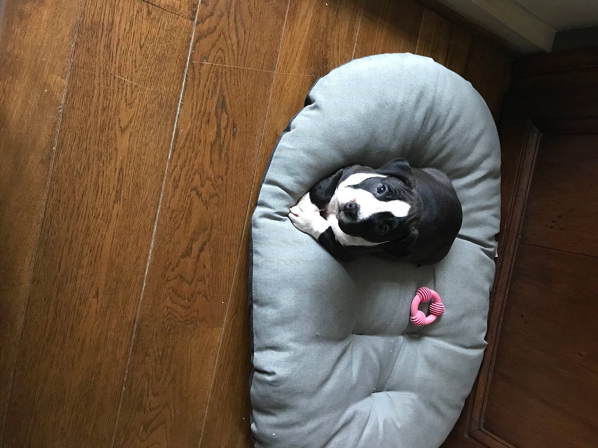 Kala a rejoint le concours — aidez-le/la à gagner de superbes lots ! audio_equipment, carmine, comfort, darkness, felidae, flooring, fur, glove, grey, hardwood, linens, personal_protective_equipment, room, sitting, sleeve, snout, still_life_photography, stuffed_toy, whiskers, wood