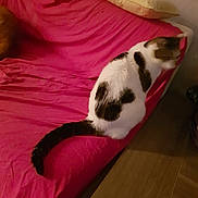 Cocochou a rejoint le concours — aidez-le/la à gagner de superbes lots ! carnivore, cat, felidae, kitten, pink, small_to_medium_sized_cats, tail, whiskers