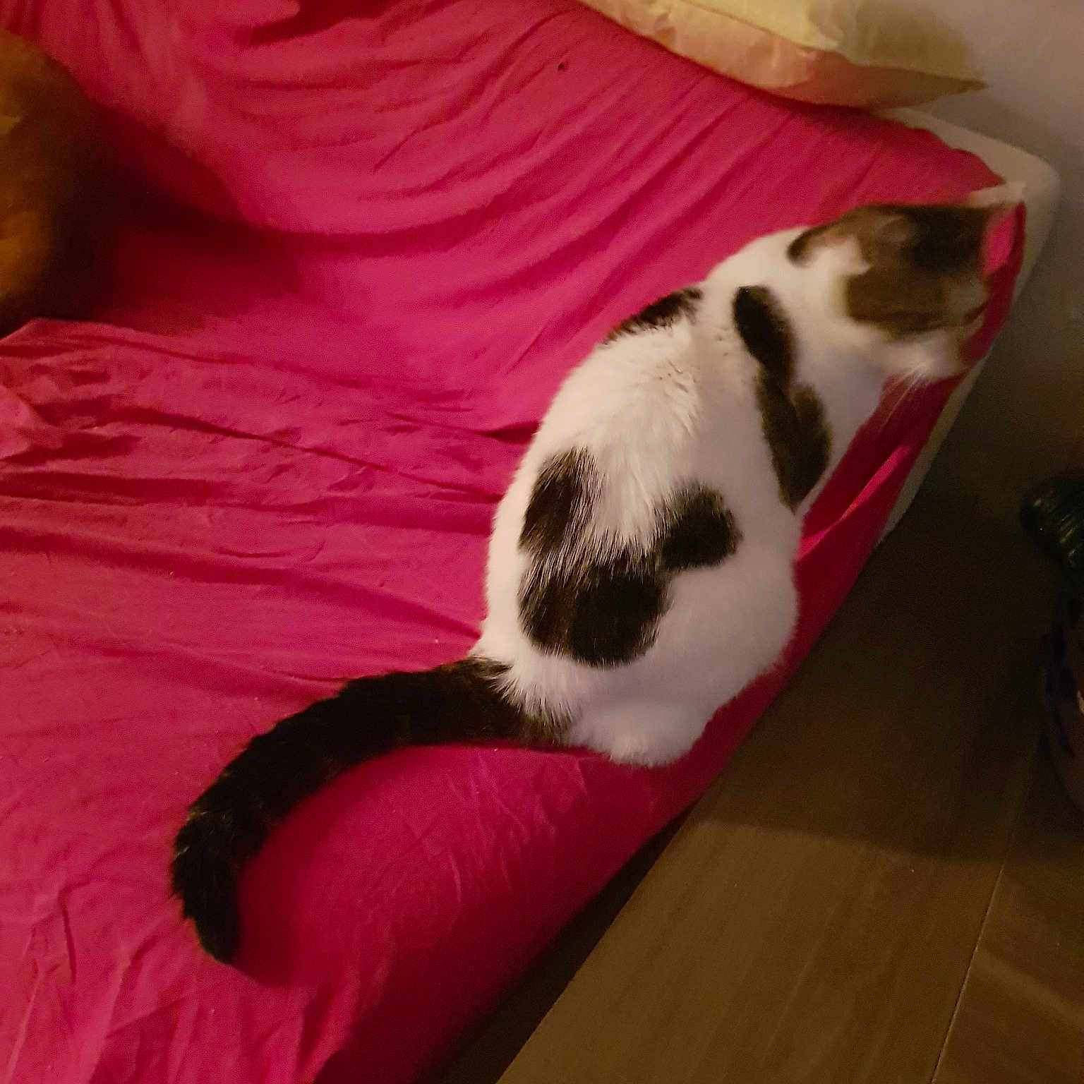 Cocochou