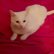 Freeze a rejoint le concours — aidez-le/la à gagner de superbes lots ! asian, burmilla, carnivore, cat, colorpoint_shorthair, domestic_short_haired_cat, eye, felidae, fur, khao_manee, kitten, mammal, skin, small_to_medium_sized_cats, tail, turkish_angora, turkish_van, vertebrate, whiskers, white