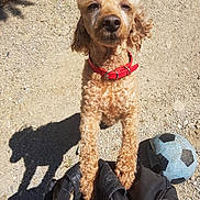 Hendie a rejoint le concours — aidez-le/la à gagner de superbes lots ! american_cocker_spaniel, canidae, carnivore, cockapoo, cocker_spaniel, companion_dog, dog, dog_breed, fawn, goldendoodle, mammal, miniature_poodle, poodle, poodle_crossbreed, sporting_group, standard_poodle, toy_poodle, vertebrate