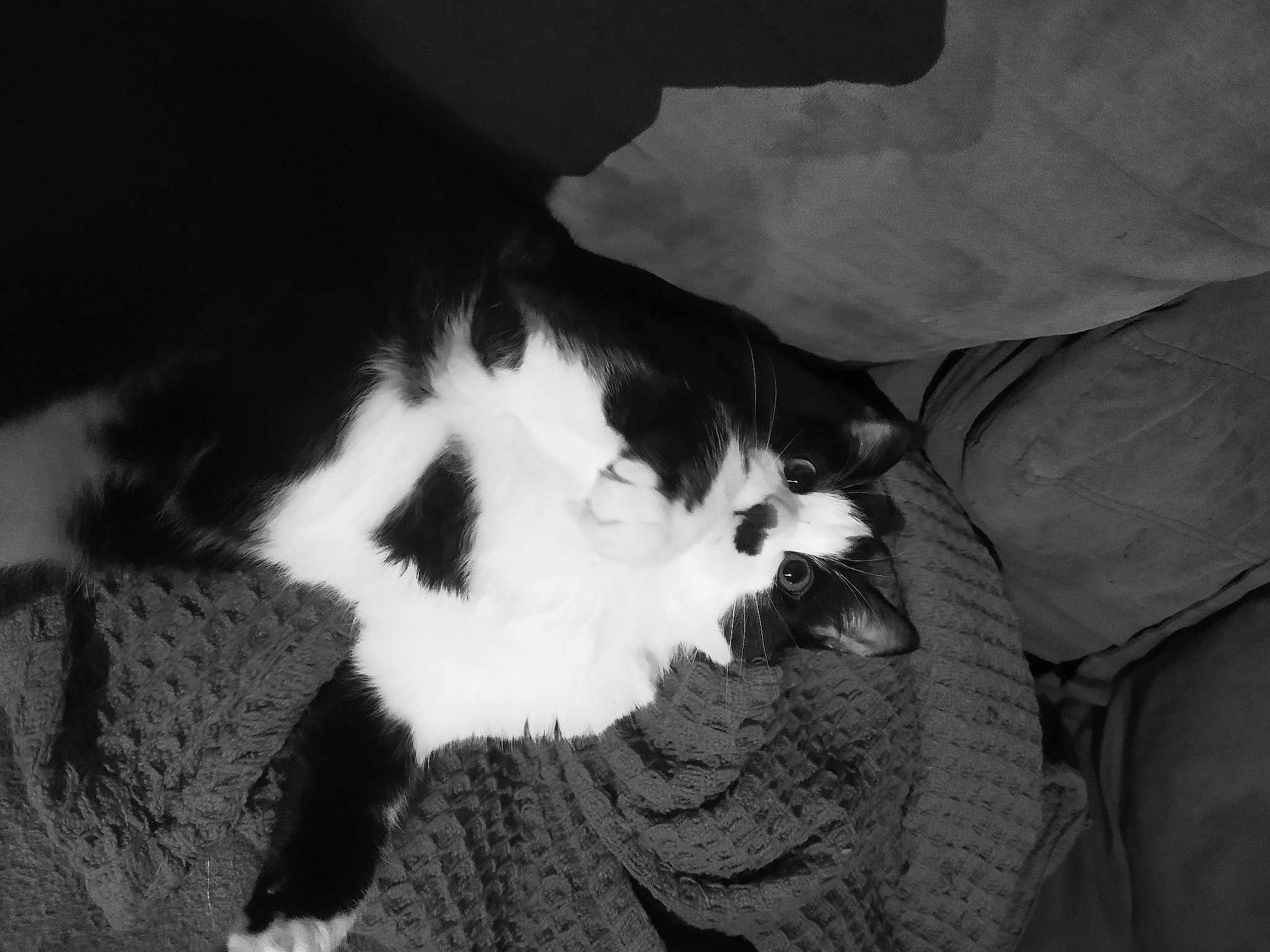 Figaro