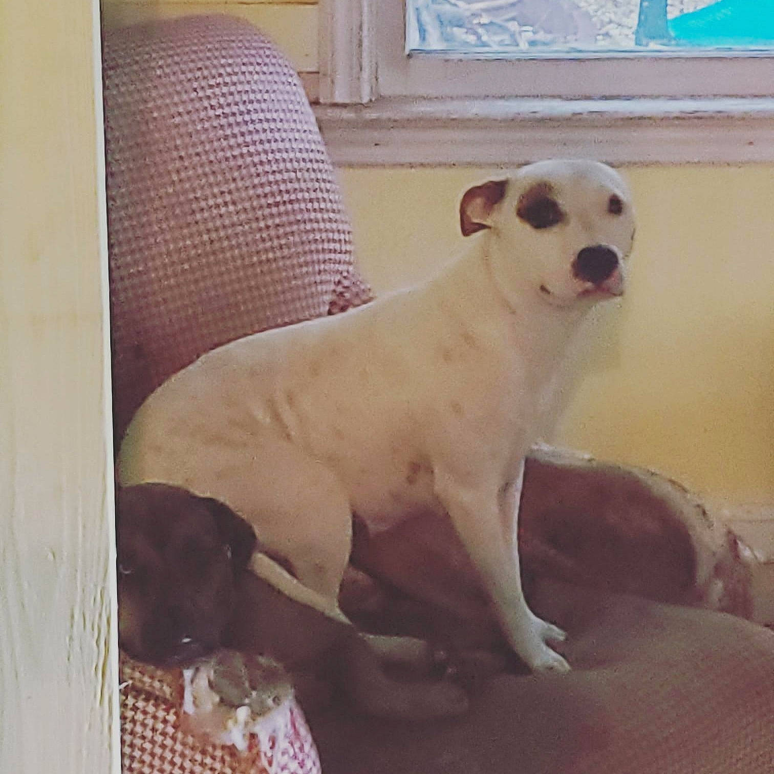 Ruby And Azul is registered to the contest to win money with this photo: canidae, carnivore, companion_dog, dog, dog_breed, fawn, labrador_retriever, mammal, non_sporting_group, sporting_group, tail, vertebrate