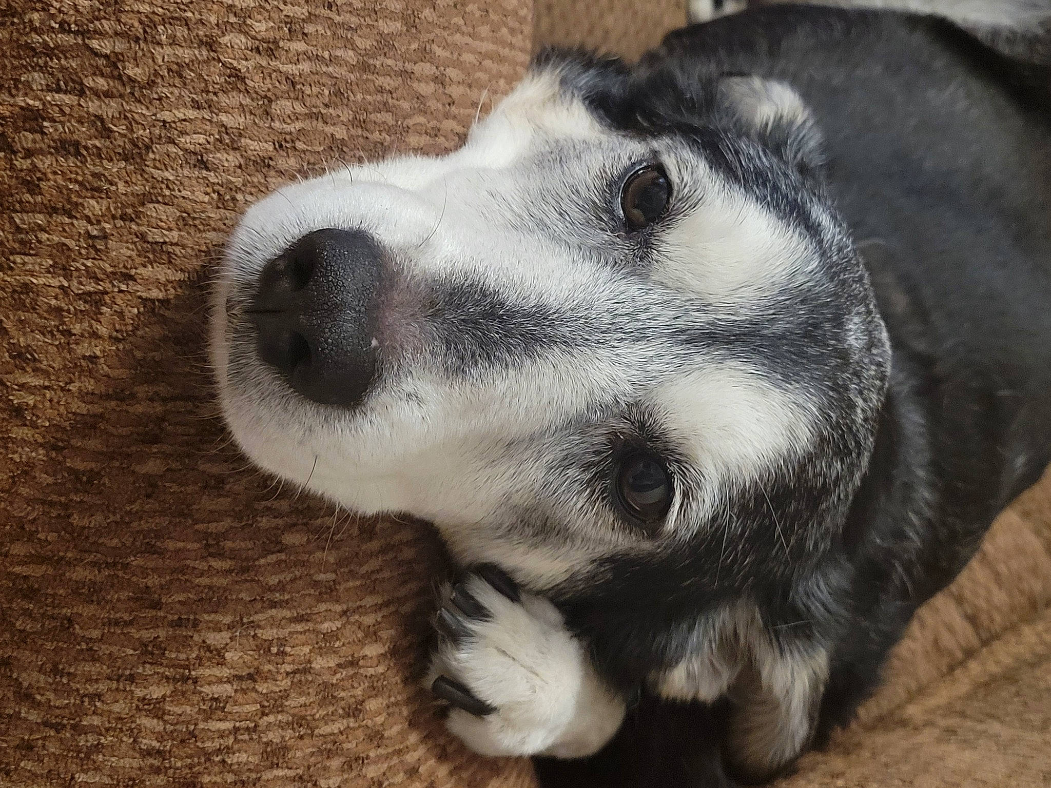 Fergus joined the competition — help win amazing prizes! bored, canidae, carnivore, companion_dog, dog, dog_breed, flooring, fur, non_sporting_group, paw, pet_supply, puppy, snout, sporting_group, terrestrial_animal, whiskers, working_animal, working_dog