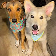 Texas And Dallas is registered to the contest to win money with this photo: dog, pets, bandana, floor, tile_floor, brown_dog, white_dog, indoor, cute, smiling_dog, two_dogs, canine, animal, friendly, ears, paws, closeup, looking_at_camera, domestic_animal, playful