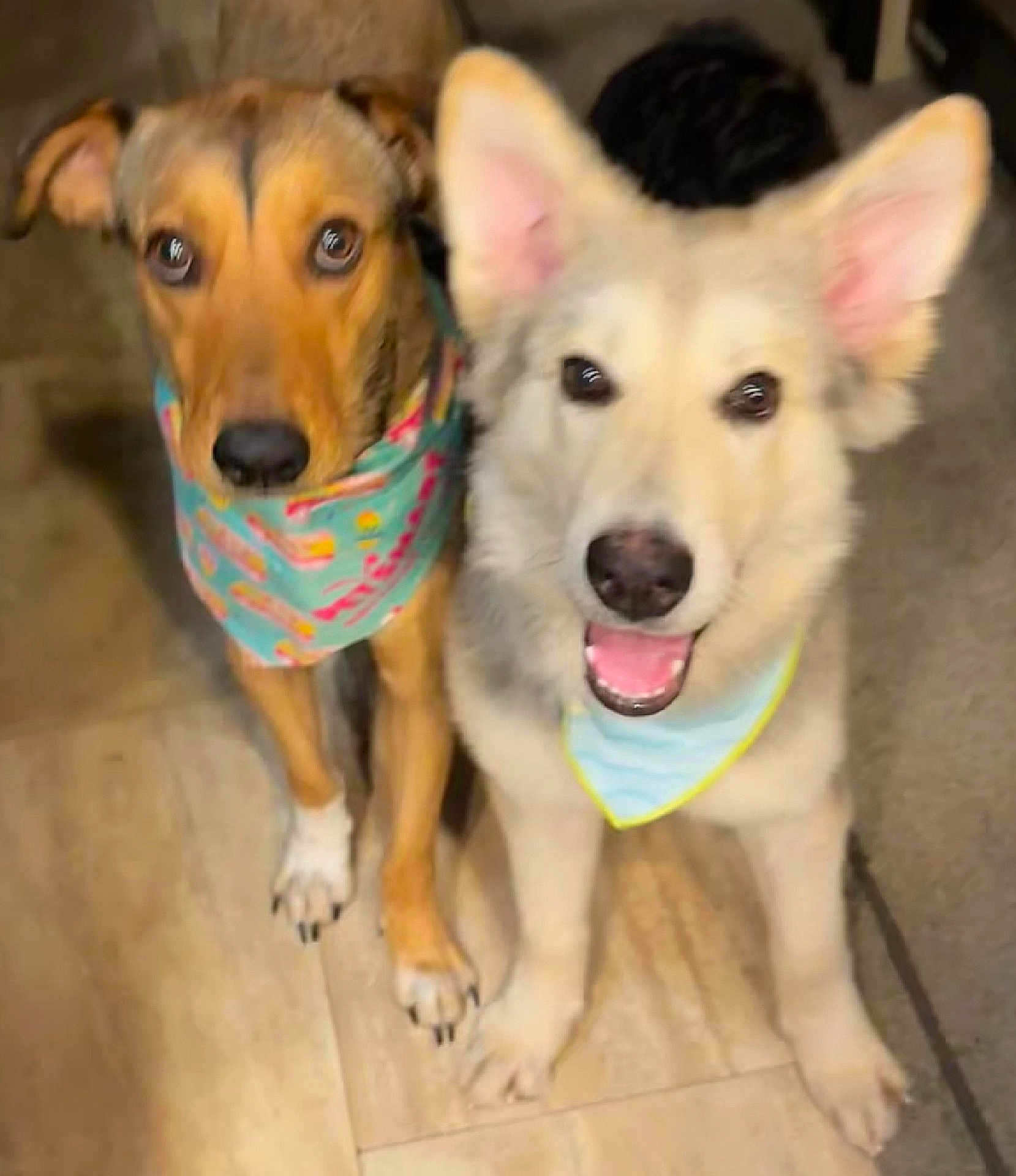 Texas And Dallas is registered to the contest to win money with this photo: dog, pets, bandana, floor, tile_floor, brown_dog, white_dog, indoor, cute, smiling_dog, two_dogs, canine, animal, friendly, ears, paws, closeup, looking_at_camera, domestic_animal, playful