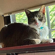 Bonsai joined the competition — help win amazing prizes! animal, cat, closeup, collar, curious, domestic_animal, feline, fur, green_eyes, home, indoor, light, looking, pet, pink_nose, resting, shadow, shelf, whiskers, window