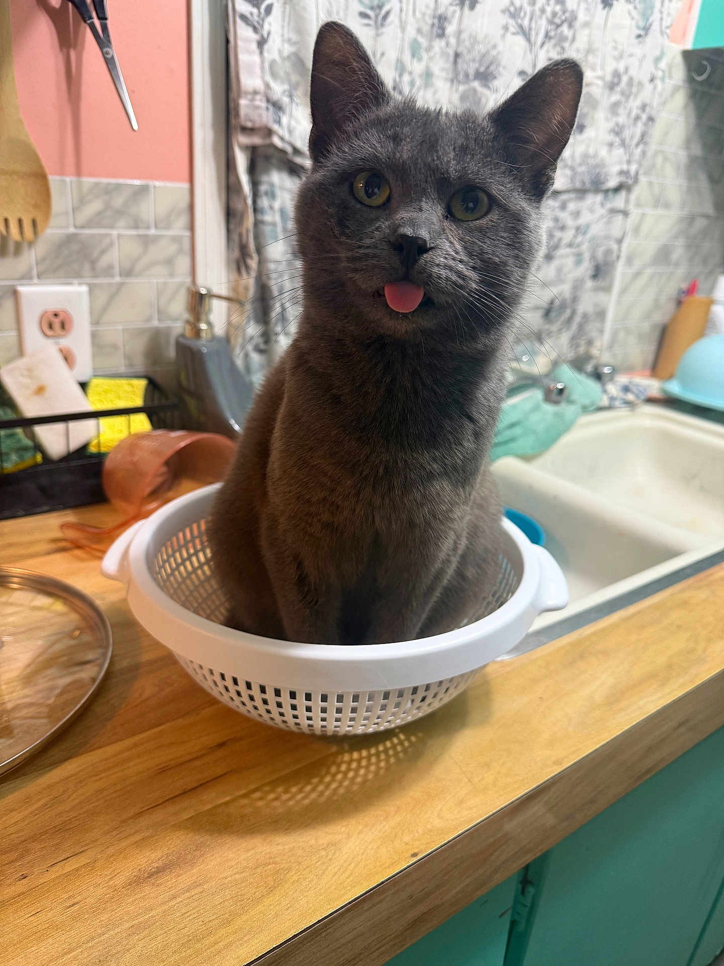 Derp joined the competition — help win amazing prizes! cat, colander, countertop, curious, cute, domestic, domestic_cat, feline, gray_cat, household, indoor, kitchen, kitchen_counter, pet, playful, sink, tongue, tongue_out, utensils, wooden_counter