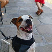 Sky participe au concours pour gagner de l'argent avec cette photo : dog, harness, smiling, happy, sidewalk, pavement, street, outdoor, leash, sitting, person, walking, legs, footwear, blurred_background, daylight, canine, pet, tongue, ears