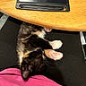 cat, kitten, paw, pink_paw_pads, black_fur, white_fur, orange_fur, wooden_table, digital_writing_pad, lap, pink_clothing, relaxation, indoor, close_up, pet, animal, feline, resting, cozy, companion