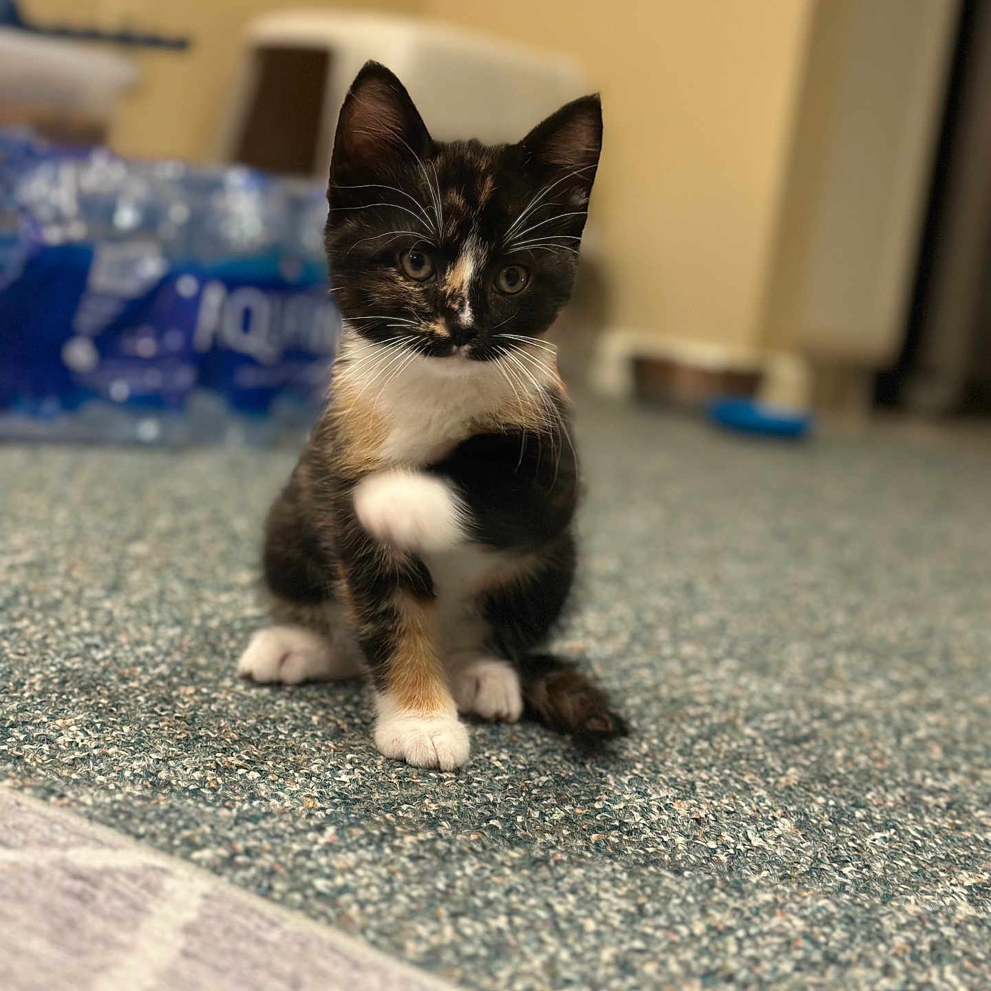 Luna