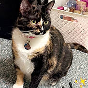 Luna is registered to the contest to win money with this photo: cat, tortoiseshell_cat, pet, indoor, carpet, basket, bottles, safe, collar, tag, feline, animal, sitting, green_eyes, fur, whiskers, ears, cute, domestic, household