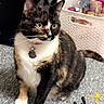 cat, tortoiseshell_cat, pet, indoor, carpet, basket, bottles, safe, collar, tag, feline, animal, sitting, green_eyes, fur, whiskers, ears, cute, domestic, household