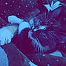 cat, blanket, polka_dots, whiskers, fur, cute, cozy, indoor, pet, animal, curious, patterned_blanket, snuggled, close_up, soft_texture, sleepy, resting, blue_light, domestic_cat, whiskers_visible