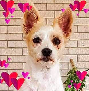 Precious is registered to the contest to win money with this photo: canidae, carnivore, collar, companion_dog, creative_arts, dog, dog_breed, dog_collar, dog_supply, fawn, flower, fur, happy, pattern, petal, plant, snout, sporting_group, toy_dog, working_animal