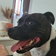 Spyke a rejoint le concours — aidez-le/la à gagner de superbes lots ! animal, black_dog, blurred_background, canine, close_up, dog, ears, fur, happy, indoor, mouth, panting, pet, snout, teeth, teeth_visible, tongue, tongue_out, white_fur, window