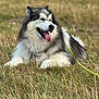 dog, alaskan_malamute, animal, pet, outdoor, grass, field, leash, tongue_out, fur, lying_down, nature, canine, mammal, happy, daylight, closeup, portrait, relaxed, grassland