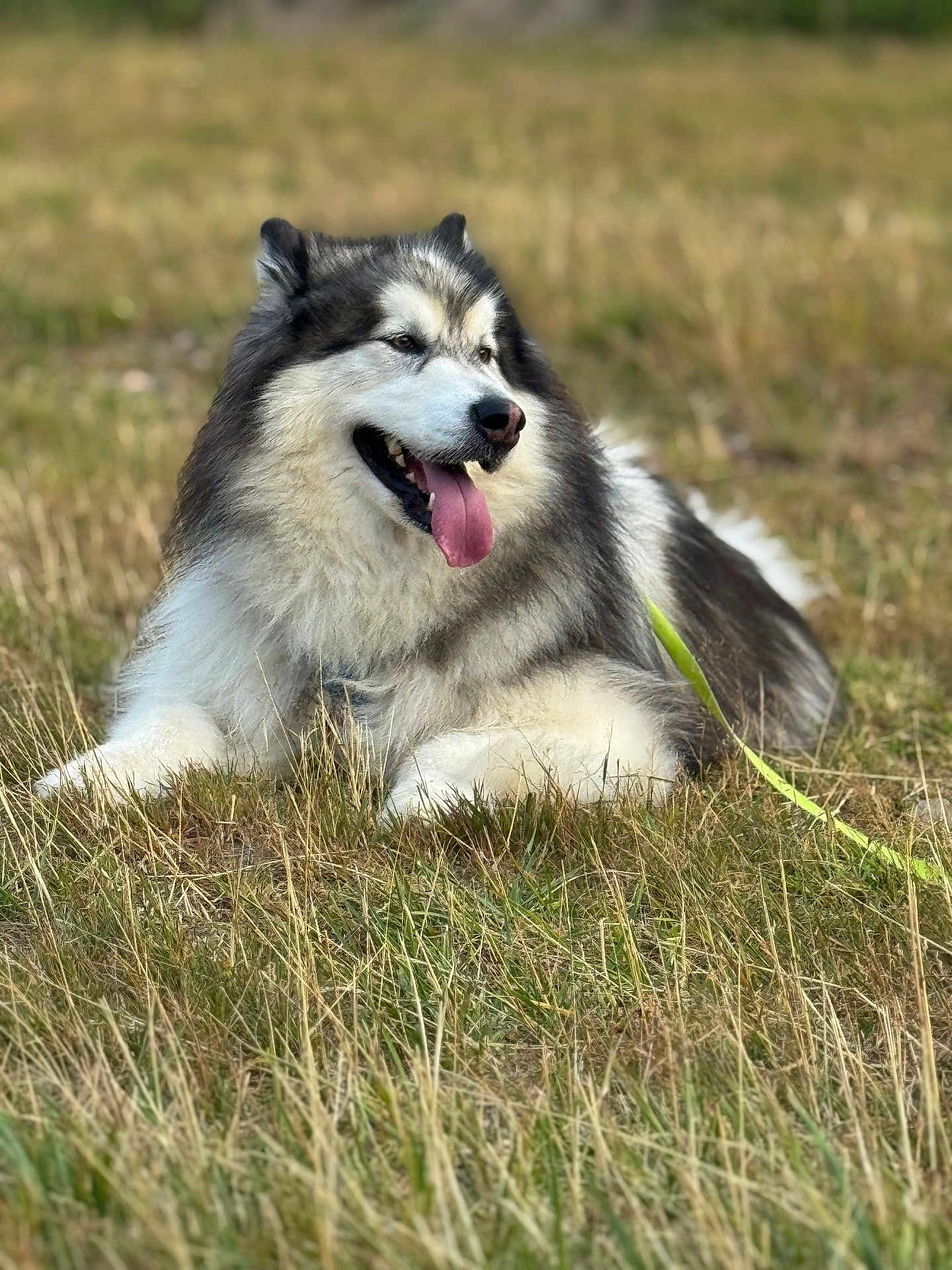 Thor