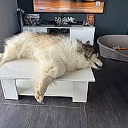 Thor participe au concours pour gagner de l'argent avec cette photo : dog, table, indoor, floor, television, dog_bed, toy, curtain, modern, relaxed, sleeping, white, furniture, pet, cozy, living_room, animal, resting, fluffy, black_and_white