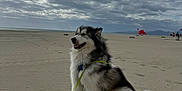 Thor a rejoint le concours — aidez-le/la à gagner de superbes lots ! dog, alaskan_malamute, beach, sand, leash, cloudy_sky, outdoor, pet, fluffy, canine, sitting, nature, coast, sky, animal, daytime, landscape, recreation, vacation, fun